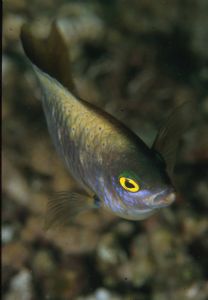 Wrasse by Luc Eeckhaut 